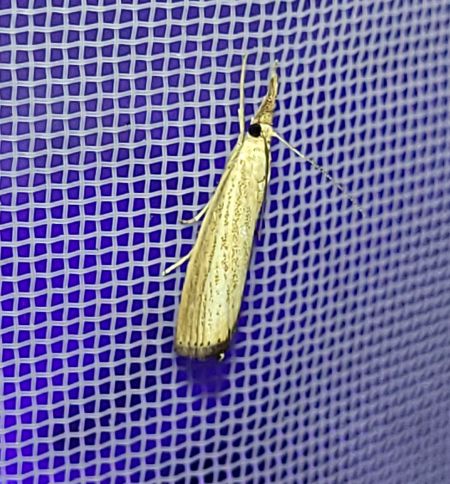 Agriphila straminella  - Thomas Lux