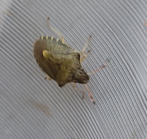 Peribalus strictus vernalis  - Thomas Lux