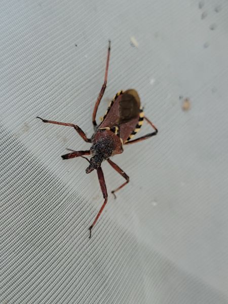 Rhynocoris erythropus  - Thomas Lux