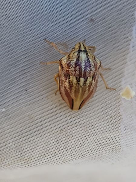 Odontotarsus purpureolineatus  - Thomas Lux