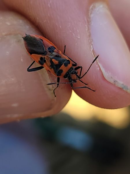 Corizus hyoscyami hyoscyami  - Thomas Lux