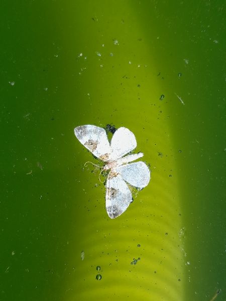 Plemyria rubiginata  - Sylvain Lethuillier