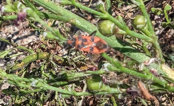 Corizus hyoscyami hyoscyami 