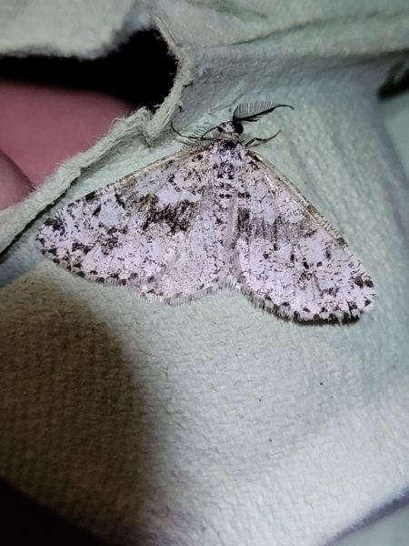Fagivorina arenaria  - Thomas Lux