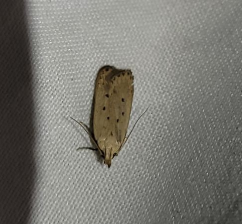 Nothris verbascella  - Thomas Lux