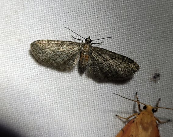 Eupithecia haworthiata  - Thomas Lux