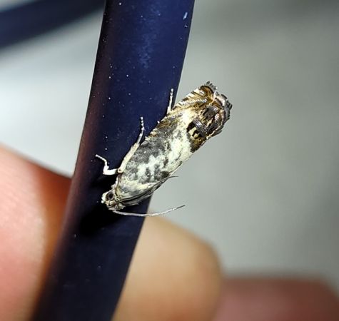 Epinotia subocellana  - Thomas Lux