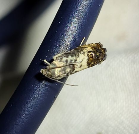 Epinotia subocellana  - Thomas Lux