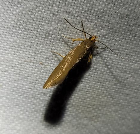 Crassa unitella  - Thomas Lux