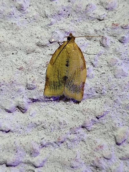 Clepsis consimilana  - Thomas Lux