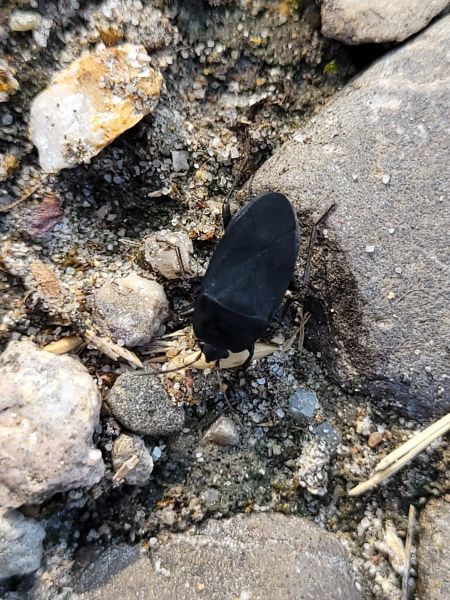 Aellopus atratus  - Thomas Lux