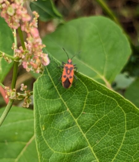 Corizus hyoscyami hyoscyami 