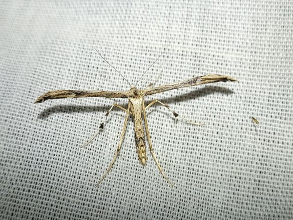 Oidaematophorus lithodactyla  - Thomas Lux