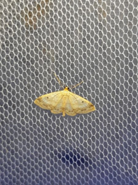 Idaea biselata  - Sylvain Lethuillier