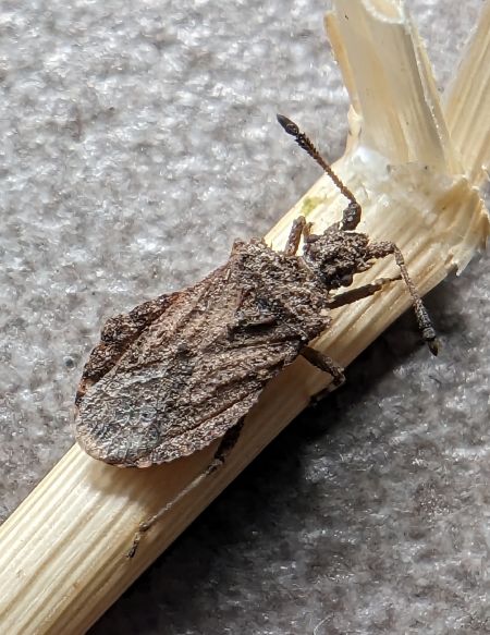 Arenocoris waltlii 