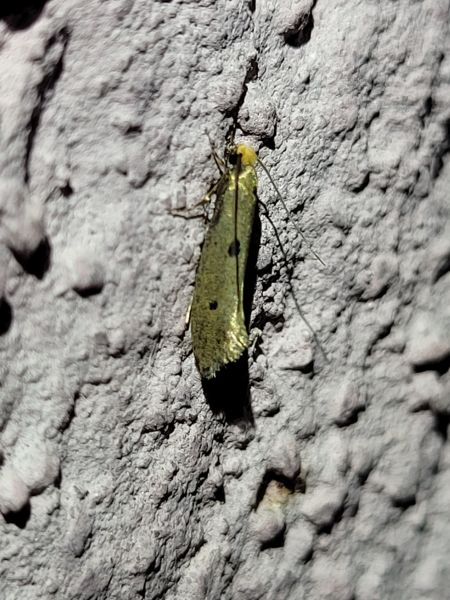 Tinea trinotella  - Thomas Lux