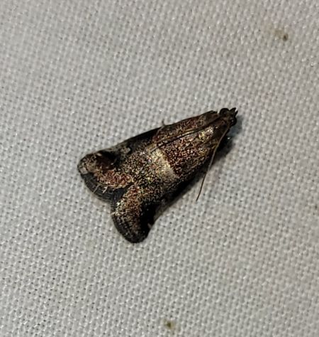 Acrobasis marmorea  - Thomas Lux