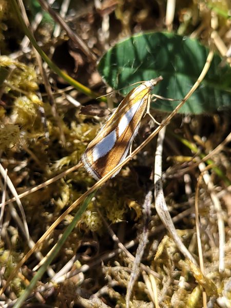 Catoptria conchella  - Thomas Lux