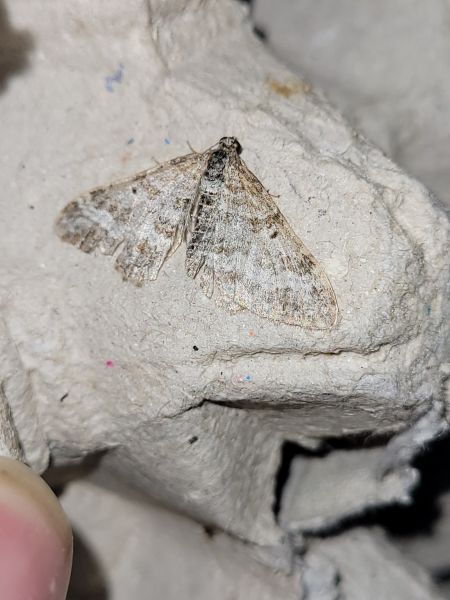 Epirrhoe molluginata  - Thomas Lux