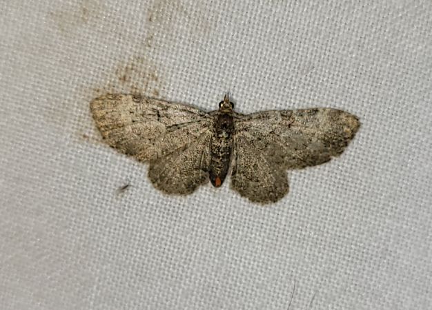 Pasiphila chloerata  - Thomas Lux