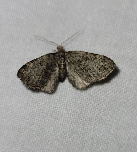 Pasiphila chloerata  - Thomas Lux