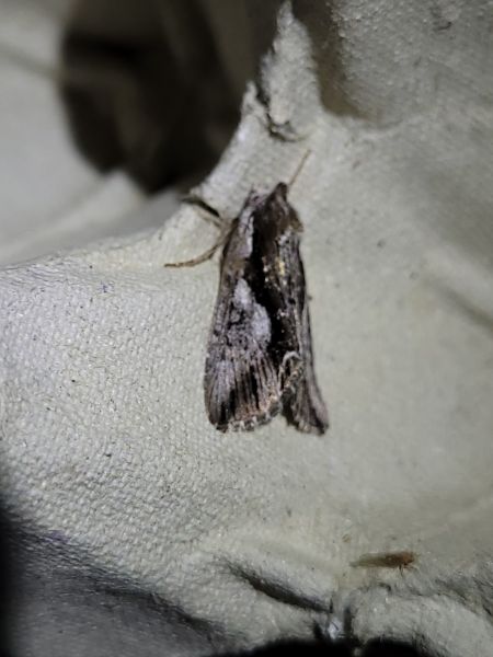 Calliergis ramosa  - Thomas Lux