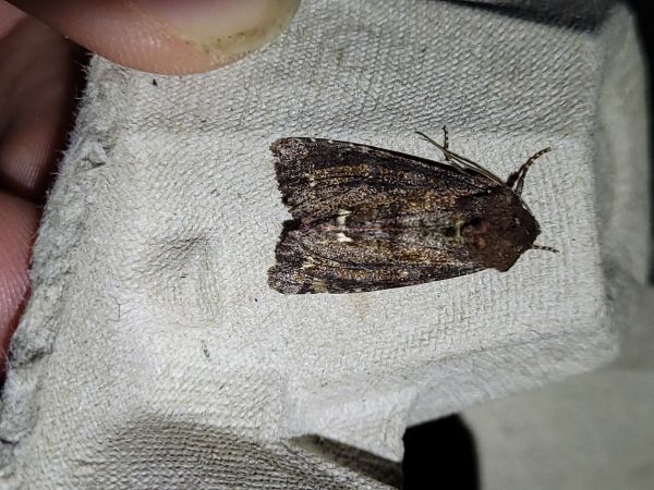 Ceramica pisi  - Thomas Lux