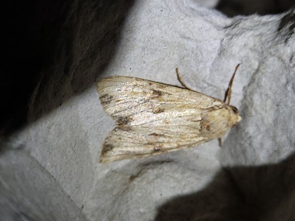 Apamea sublustris  - Thomas Lux