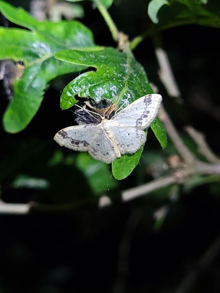Idaea trigeminata  - Thomas Lux
