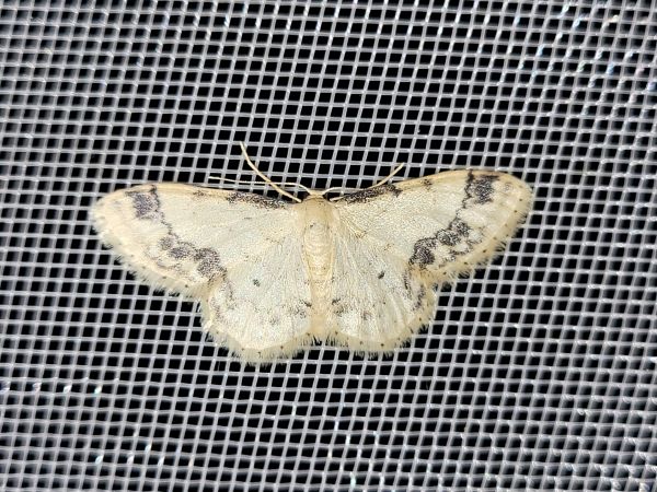 Idaea trigeminata  - Thomas Lux