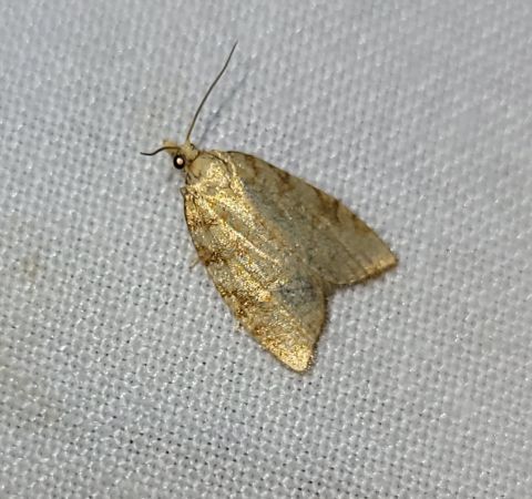 Aleimma loeflingiana  - Thomas Lux