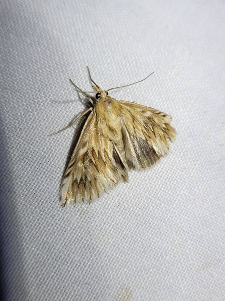 Cynaeda dentalis  - Thomas Lux