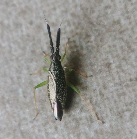 Heterotoma planicornis 