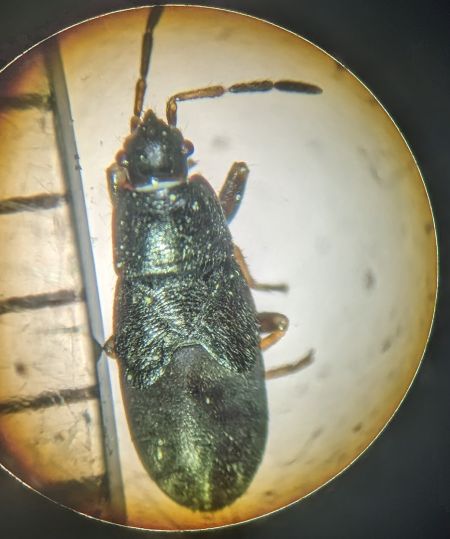 Megalonotus sabulicola 