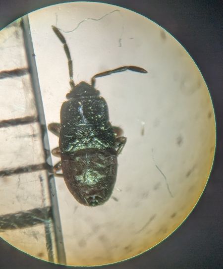 Megalonotus sabulicola 