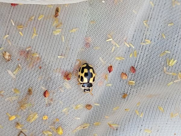Coccinelle à damier  - Thomas Lux