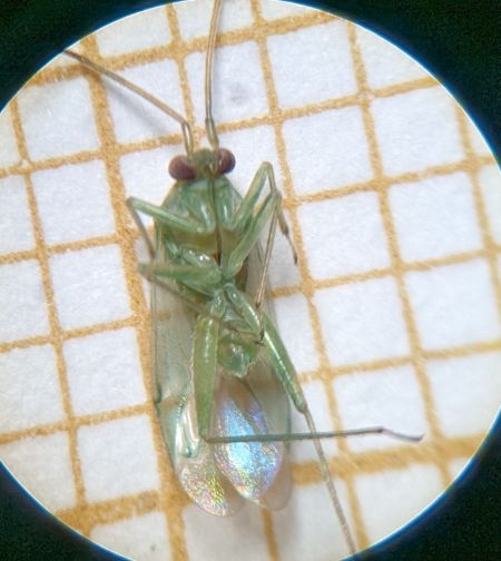 Orthotylus sp. 