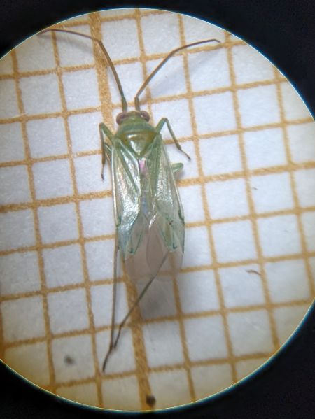 Orthotylus sp. 
