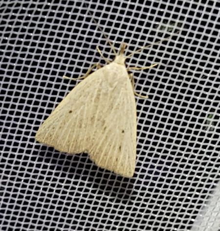 Macrochilo cribrumalis  - Thomas Lux