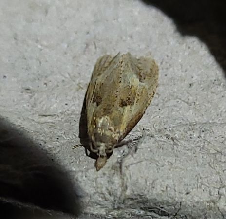 Phtheochroa inopiana  - Thomas Lux