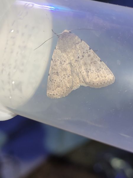 Hoplodrina respersa  - Thomas Lux