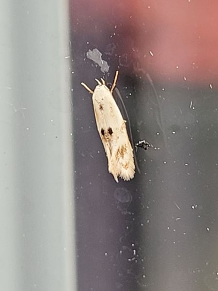 Elachista maculicerusella  - Thomas Lux