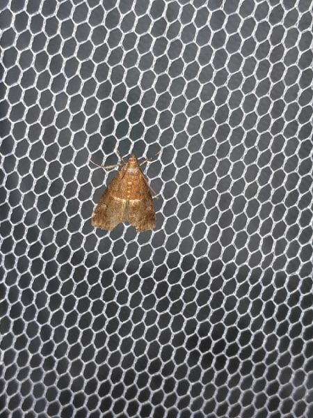 Acrobasis marmorea  - Sylvain Lethuillier