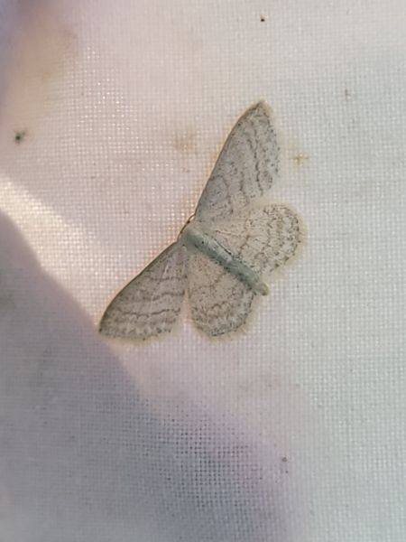 Idaea subsericeata  - Thomas Lux