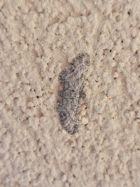 Eupithecia inturbata  - Thomas Lux