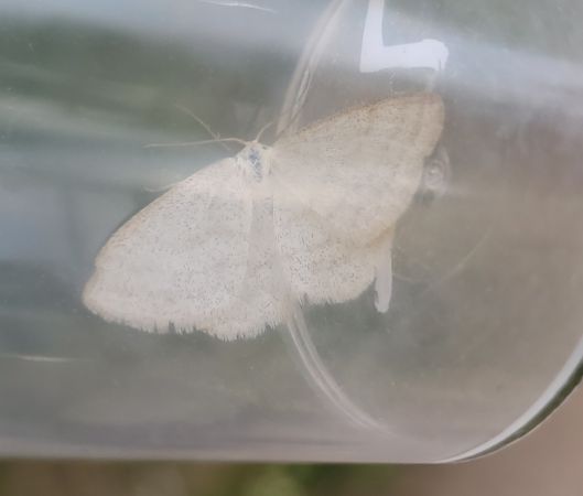 Scopula ternata  - Thomas Lux