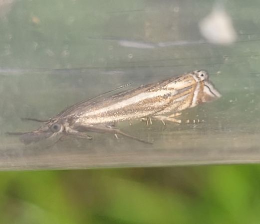 Crambus lathoniellus  - Thomas Lux
