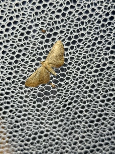 Eupithecia haworthiata  - Sylvain Lethuillier