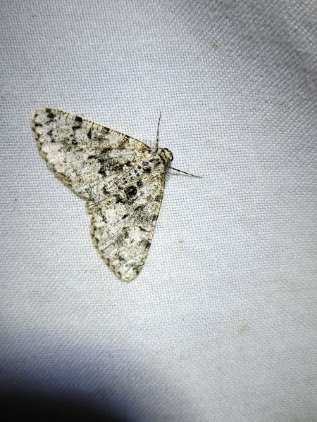 Fagivorina arenaria  - Thomas Lux