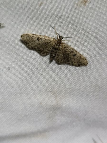 Eupithecia tantillaria  - Thomas Lux